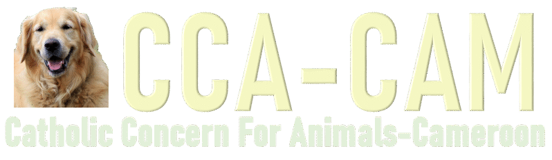 cca-cam